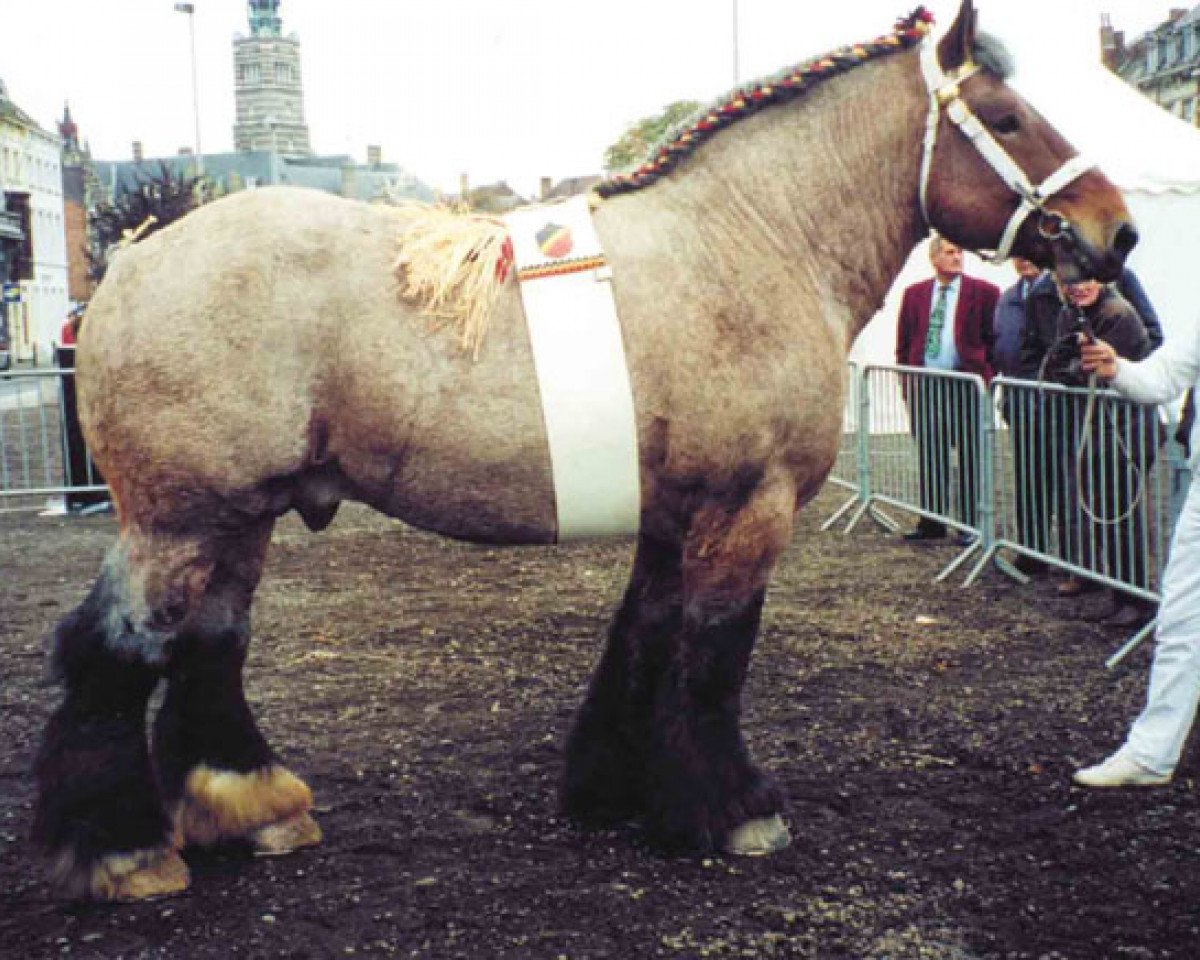 Deckhengst Star van 't Bloemenhof (Brabanter/Belgisches Kaltblut, 1990, von Bloc van Oombergen)