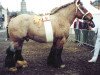 stallion Star van 't Bloemenhof (Brabant/Belgian draft horse, 1990, from Bloc van Oombergen)