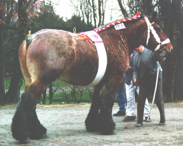 stallion Emir van Terbekenhof (Brabant/Belgian draft horse, 1989, from Tom van de Reep)