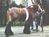 stallion Emir van Terbekenhof (Brabant/Belgian draft horse, 1989, from Tom van de Reep)