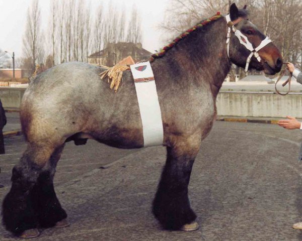 stallion Hardi van de Rooker (Brabant/Belgian draft horse, 1980, from Hardi van 't Ooievaarsnest)