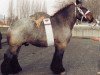 stallion Hardi van de Rooker (Brabant/Belgian draft horse, 1980, from Hardi van 't Ooievaarsnest)