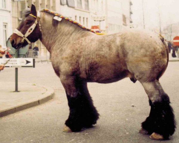 stallion Bloc van Oombergen (Brabant/Belgian draft horse, 1981, from Souvenir van Boekel)