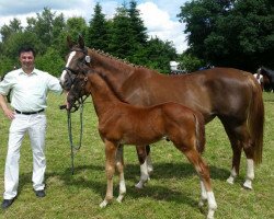 Springpferd Alcantara (Westfale, 2016, von All Music)