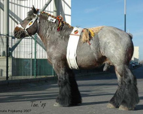 stallion Pol van Hansevelde (Brabant/Belgian draft horse, 2003, from Jim van Niesenhof)