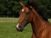 broodmare Pia Poesia (Rhinelander, 1998, from Pathos)