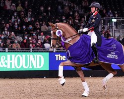 dressage horse Gio (KWPN (Royal Dutch Sporthorse), 2011, from Apache)