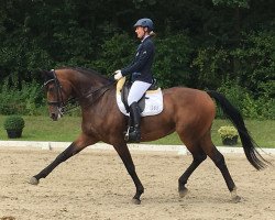 dressage horse Weissena's Solera (Oldenburg, 2009, from Sungold 2)