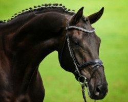 dressage horse Hugo 117 (Hanoverian, 2007, from Hotline)