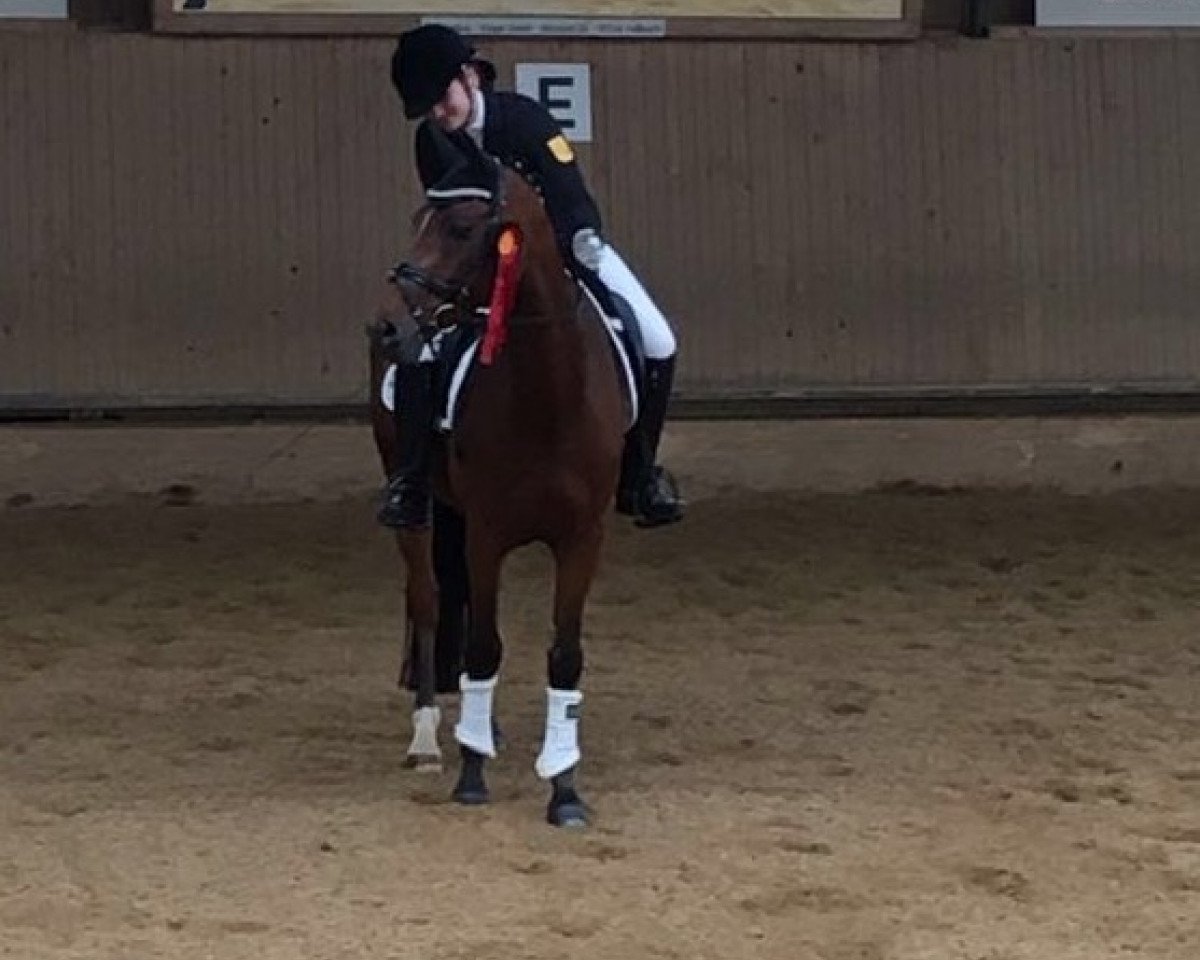 Dressurpferd Van der Vaart 3 (Deutsches Reitpony, 2006, von Voyage)