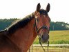 dressage horse Floricanto (Bavarian, 2011, from Fuechtels Floriscount OLD)