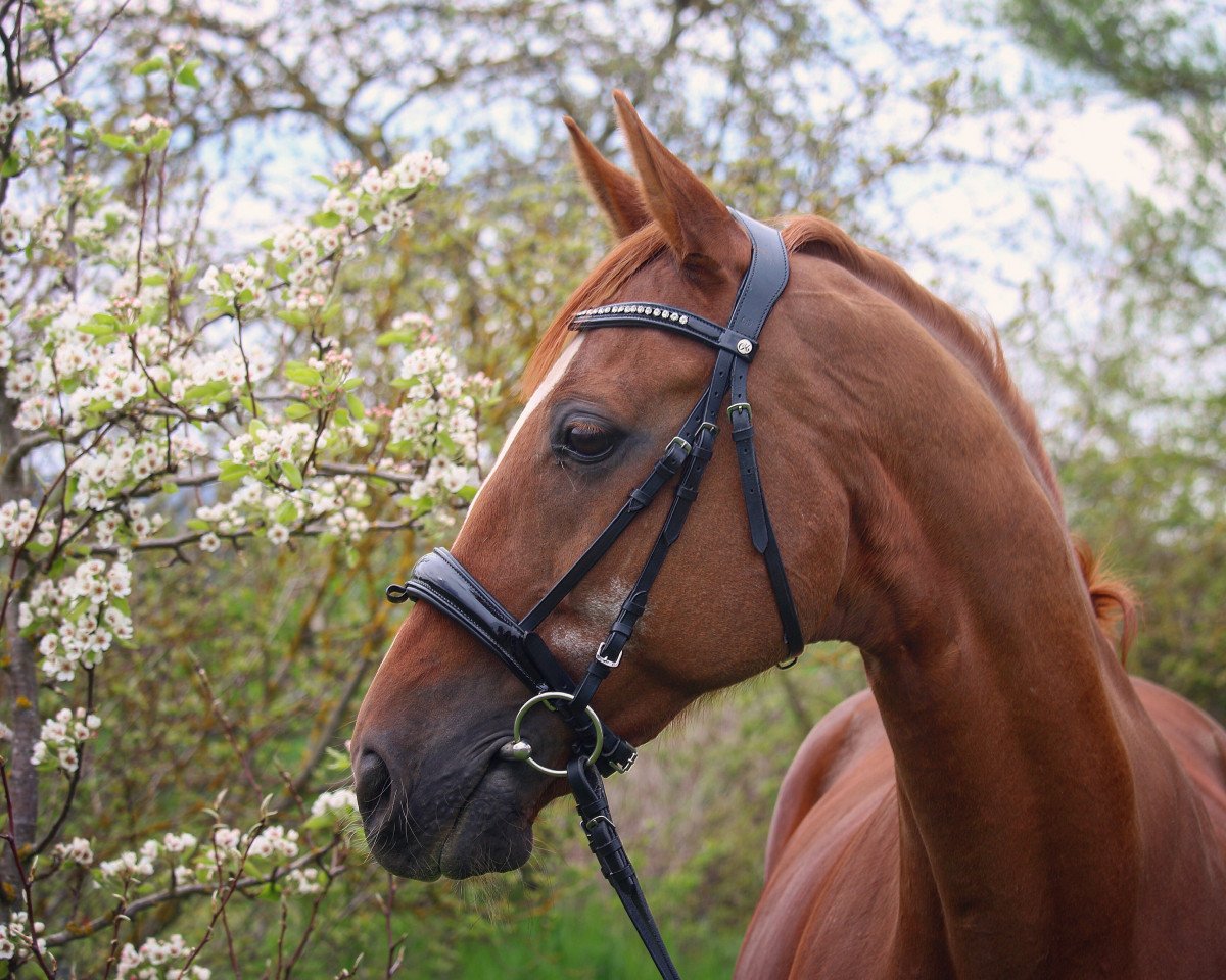 horse Waitakis Boy (Rhinelander, 2002, from Waitaki 31)