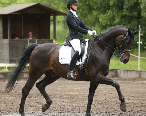 dressage horse Sir Robin Off Loxley (Oldenburg, 2003, from Sandro Hit)