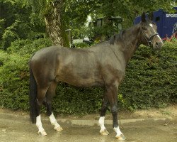 dressage horse Scharon (Westphalian, 2009, from Schow Star - T)