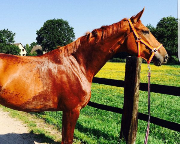 dressage horse Selma (Hanoverian, 2010, from Scolari)