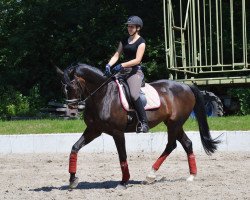 dressage horse La Mai (Holsteiner, 2004, from Lorentin I)