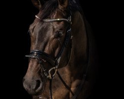 dressage horse Ernest Hemingway 4 (Westphalian, 2010, from Ehrenstolz)