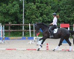 dressage horse San Shine (Westphalian, 2010, from San Amour I)