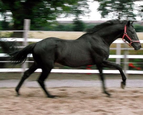 stallion Tagant xx (Thoroughbred, 1987, from Nandino xx)