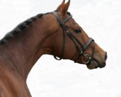 stallion Daudet xx (Thoroughbred, 2004, from Dashing Blade xx)