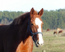 broodmare Katina 11 (Saxony-Anhaltiner, 2001, from Kolibri 2705)