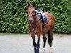 dressage horse Bailey Westside (Oldenburg, 2007, from Sanyo)