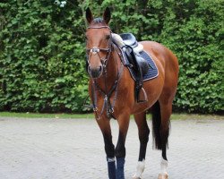 dressage horse Bailey Westside (Oldenburg, 2007, from Sanyo)