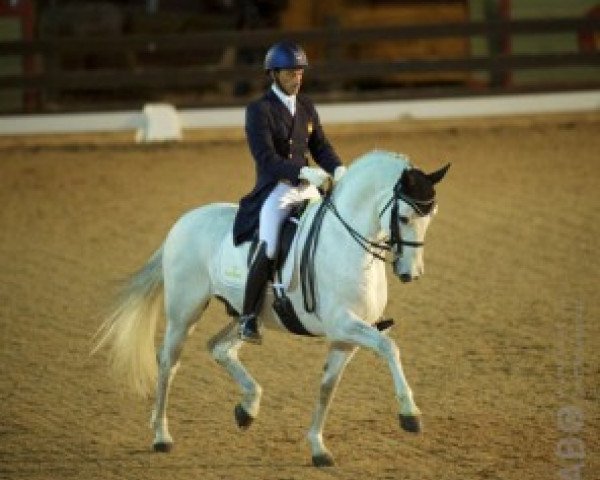 stallion @ Hierro (Spanish Sport Horse, 2001, from Ferro)