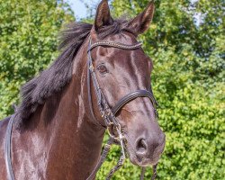 dressage horse Jazzman 4 (Oldenburg, 2004, from Jazz Time)