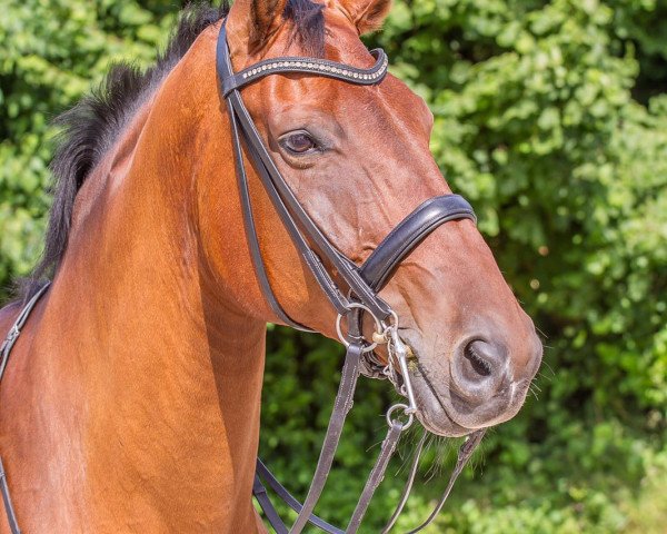 dressage horse Finnigan R (Oldenburg, 2005, from Future)