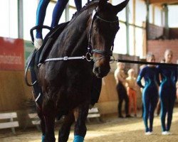 dressage horse Don Luca 2 (Hanoverian, 2002, from Del Piero)