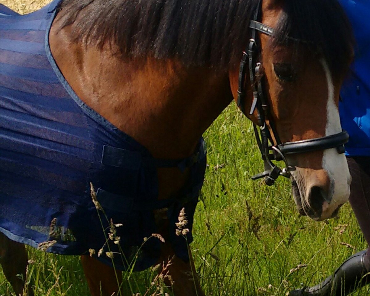 broodmare Cantana (Westphalian, 2001, from Cocky Man)