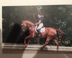 dressage horse Faire de son mieux (German Sport Horse, 2008, from Fidertanz)