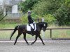 dressage horse Barolo 44 (German Riding Pony, 2001, from Baron)