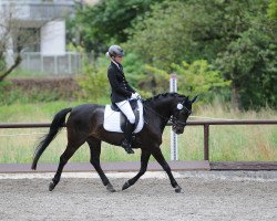 dressage horse Barolo 44 (German Riding Pony, 2001, from Baron)