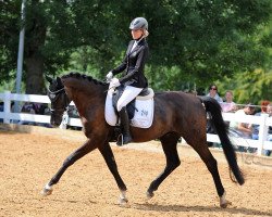 dressage horse Denver 234 (Hanoverian, 2010, from Desperados FRH)