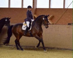 dressage horse Rambazotti 2 (Westphalian, 2003, from Rosario 37)