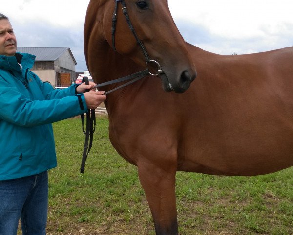 broodmare Laska 297 (Württemberger, 2008, from Lord Loxley I)