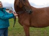 broodmare Laska 297 (Württemberger, 2008, from Lord Loxley I)