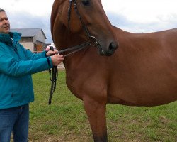 broodmare Laska 297 (Württemberger, 2008, from Lord Loxley I)