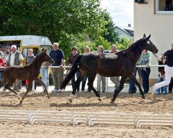 broodmare Galathee (Oldenburg, 1995, from Gardez)