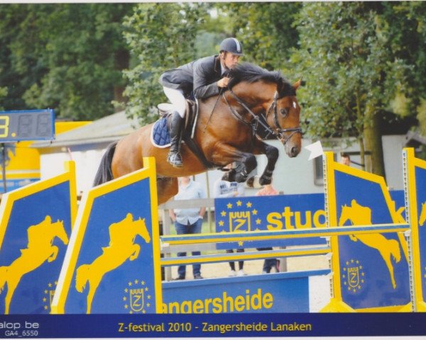 stallion Casado V 't Gelutt Z (Zangersheide riding horse, 2007, from Cadence van't Gelutt Z)