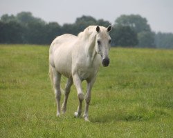 broodmare Dollargirl (Hessian Warmblood, 1993, from Donnerhall)