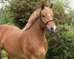 Pferd Lizzy (Rheinisch-Deutsches Kaltblut, 2013, von Lucky)