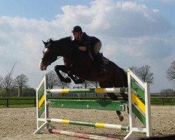 jumper Heartbreaker 65 (Belgian Warmblood, 2007, from Cartier 187 FIN)