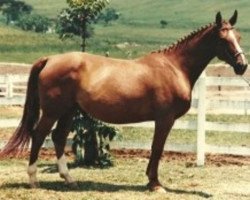 broodmare Delfine van het Jagershof (Belgian Warmblood, 1980, from Goldfisch de Lauzelle)