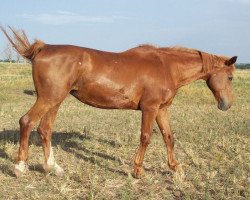 Zuchtstute Isaura van het Jagershof (Belgisches Warmblut, 1985, von Lugano van La Roche)