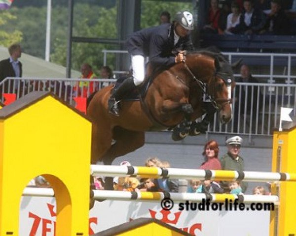 broodmare Luxtria van 't Gelutt Z (Zangersheide riding horse, 2001, from Lux Z)