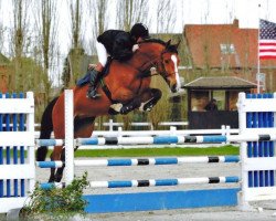 Zuchtstute Fin Chin van't Gelutt (Belgisches Warmblut, 2005, von Chin Chin)