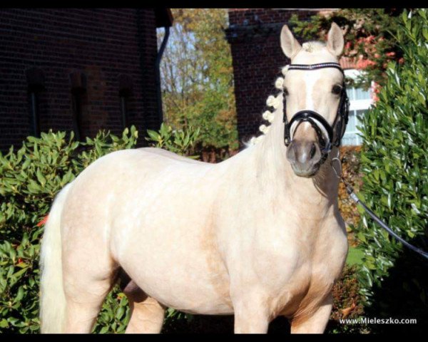 dressage horse A shining Star (German Riding Pony, 2013, from A new Star)